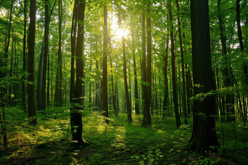Obraz premium View of the forest with lofty trees in dim or melancholy light. Background image of nature. The idea of carbon net zero.