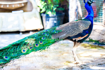 peacock with feathers out