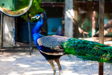peacock in the park