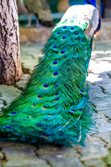 peacock feather and peacock