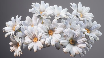 Beautiful white daisies on a gray background close-up