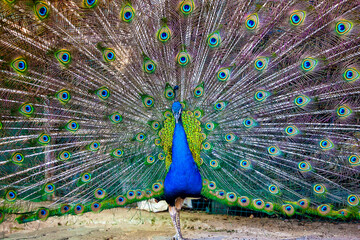 peacock with feathers