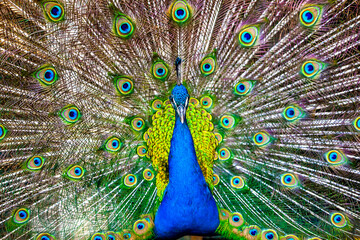 close up of peacock