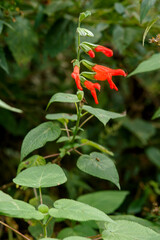 The Jericho flower or hummingbird flower is a perennial herbaceous plant of the Lamiaceae family found in the southern United States, Mexico, Central America, the Antilles, Colombia, Peru and Brazil. 