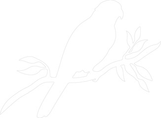 lorikeet outline