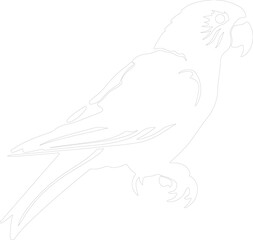 lorikeet outline