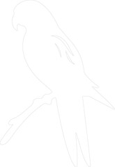 Fototapeta premium lorikeet outline