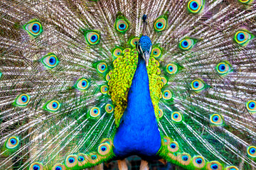 peacock feather and feathers