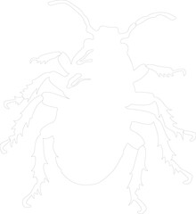 Obraz premium louse outline