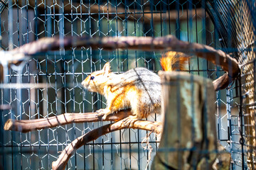 squirrel on tree branch