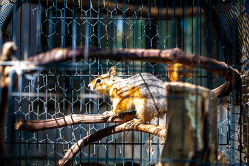 squirrel on tree branch