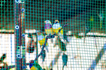 colorful birds in cage
