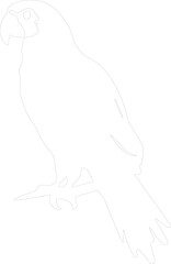 Obraz premium macaw outline