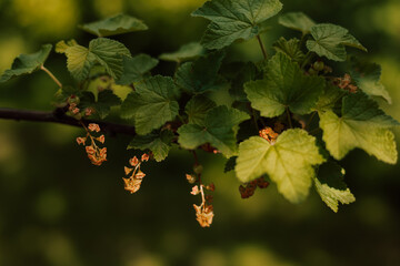 Currant bush in spring. Small green currant berries on a bush in the garden