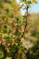 Currant bush in spring. Small green currant berries on a bush in the garden
