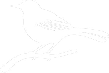 Fototapeta premium mockingbird outline