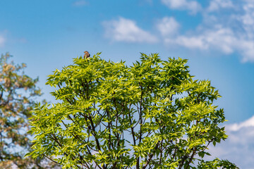 Serenade in the Sky. Little Bird Amidst Green Canopy.