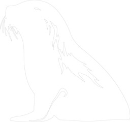 northern fur seal outline