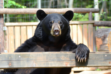 A black bear gazes curiously, resting its paw over a wooden beam in a sunlit enclosure