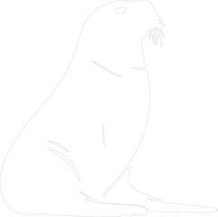 northern fur seal outline