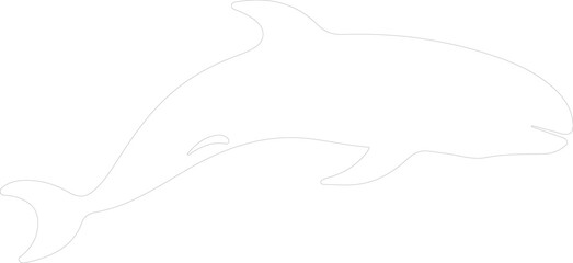 northern right whale outline