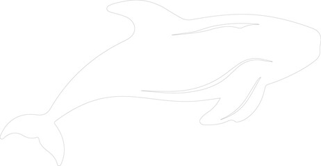 northern right whale outline