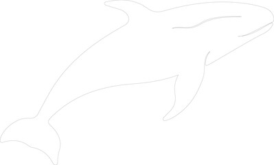 northern right whale outline