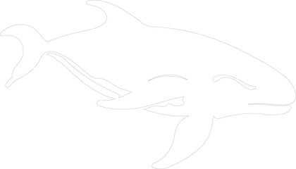 Fototapeta premium northern right whale outline