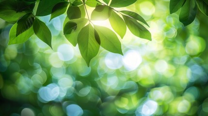 Fototapeta premium Sunlight through forest tree leaves