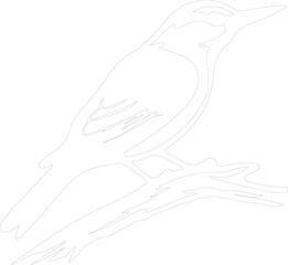 Fototapeta premium nuthatch outline