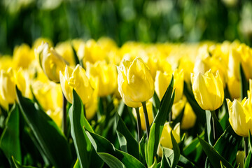 Beautiful bright colorful yellow blooming tulips on a large flowerbed in the city garden or flower...
