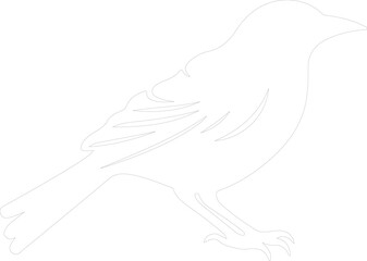 Fototapeta premium oriole outline