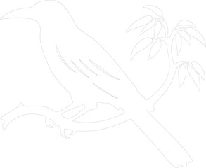 oropendola outline