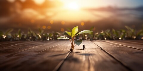 Close up of a seedling growing out of a wooden dance floor with dancers far off in the background and a beautiful sunrise shining scene - obrazy, fototapety, plakaty