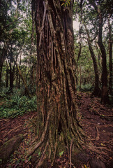 Hawaiian tropical rainforests