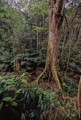 Hawaiian tropical rainforests
