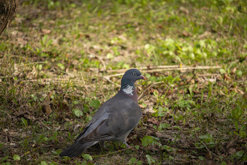 Wood pigeon on tree branch with green background. Common wood pigeon (Columba palumbus)