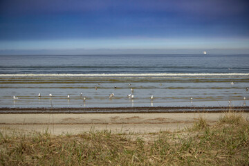 Sandy beach and dune with grass, sea gulls.  at the Baltic sea beach.