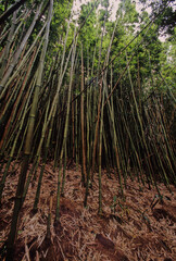 Hawaiian tropical rainforests