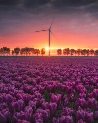 Tulip field with a windmill during the colorful sunrise