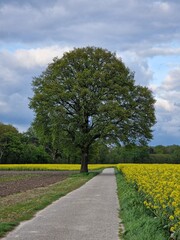 Frühlingsszene. Agrarlandschaft. Bebautes Feld. Landschaft. Landstraße. Ackerland. Blauer Himmel und weiße Wolken. Sonniger Tag. Natürlichen Umgebung. Kulturpflanzen. Baumsilhouetten. Lasches Grün.