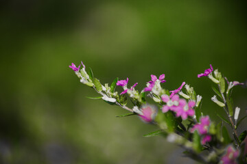 Obraz premium flowers in the garden
