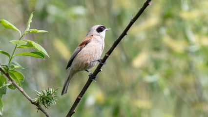 red backed shrike