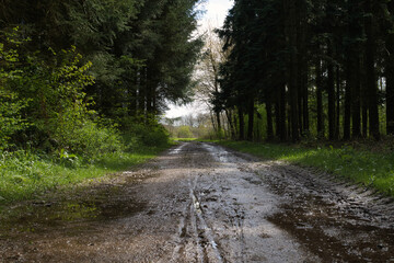 Waldweg in Ostskoven bei Esbjerg, Dänemark