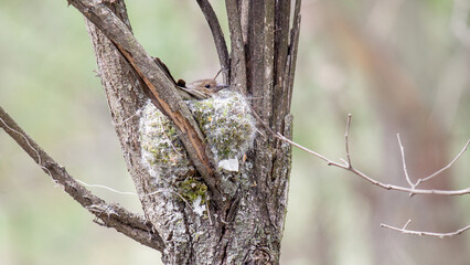 bird on a tree