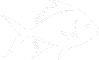 Fototapeta premium pompano outline