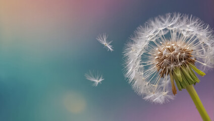 Stunning fluffy dandelion macro creative