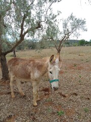 Spanish Horse Mule in Olive Grove