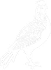 prairie chicken outline