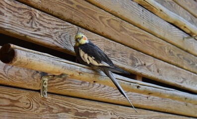 Perruche Calopsitte élégante isolée (Nymphicus hollandicus) perchée dans une volière. © VeroniqueMonin